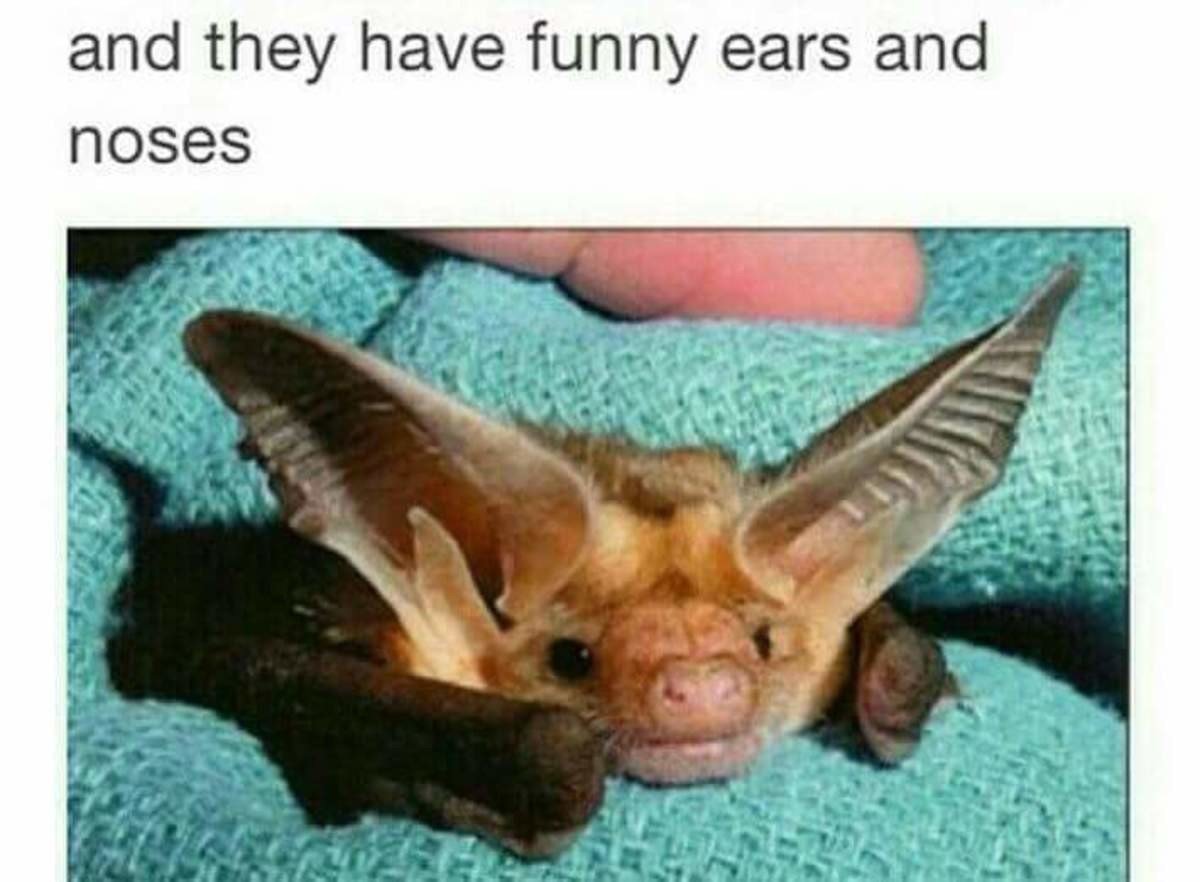 Крылья летучей мыши