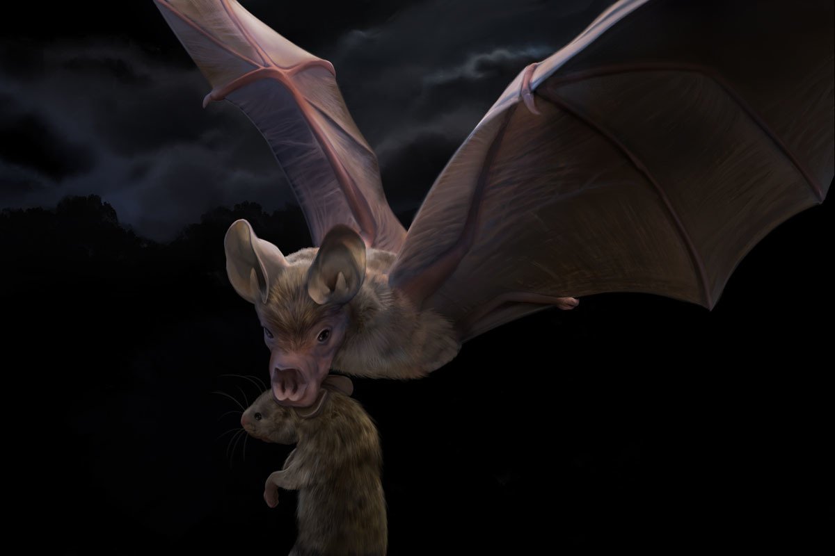 Зрение летучих мышей