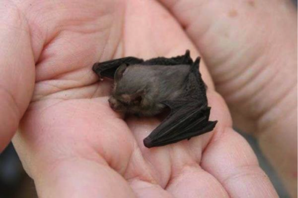 Крылан НильскийEgyptian Fruit bat