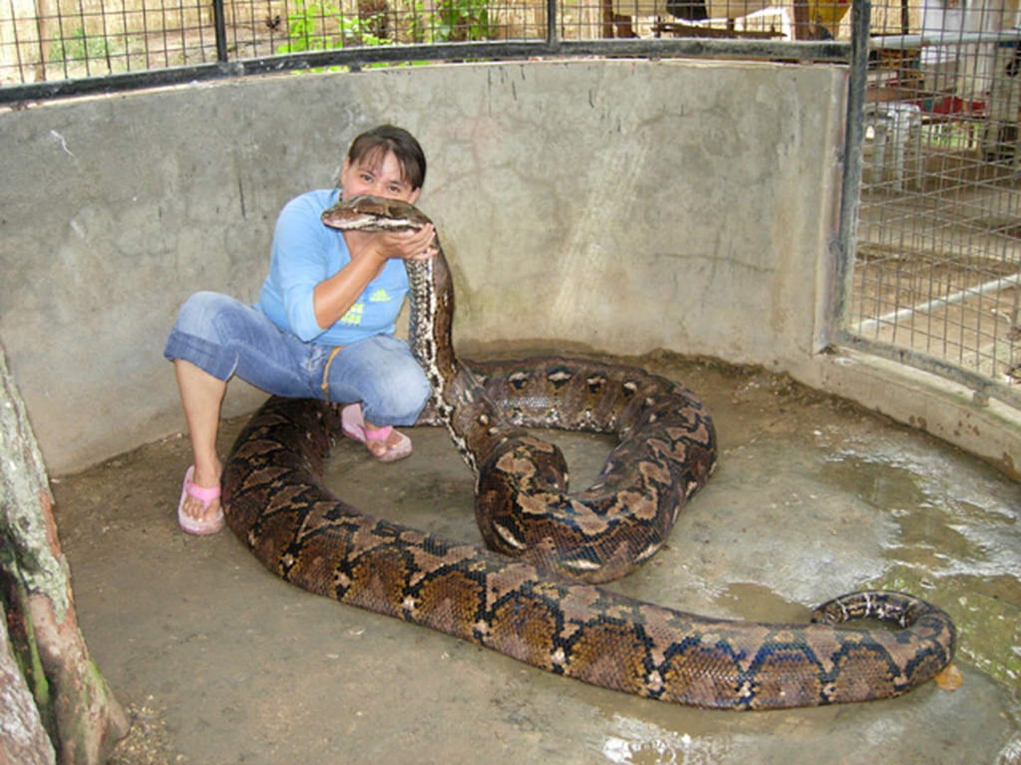 Сколько метров змея. Сетчатый питон и Анаконда. Самый большой сетчатый питон в мире. Бирманский сетчатый питон. Змея сетчатый питон.