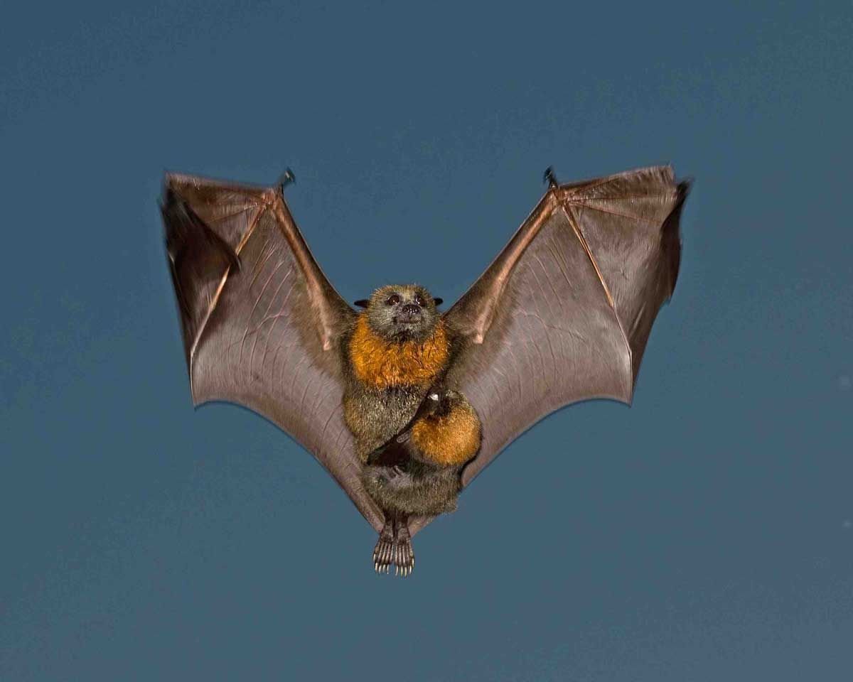 Глаза летучей мыши