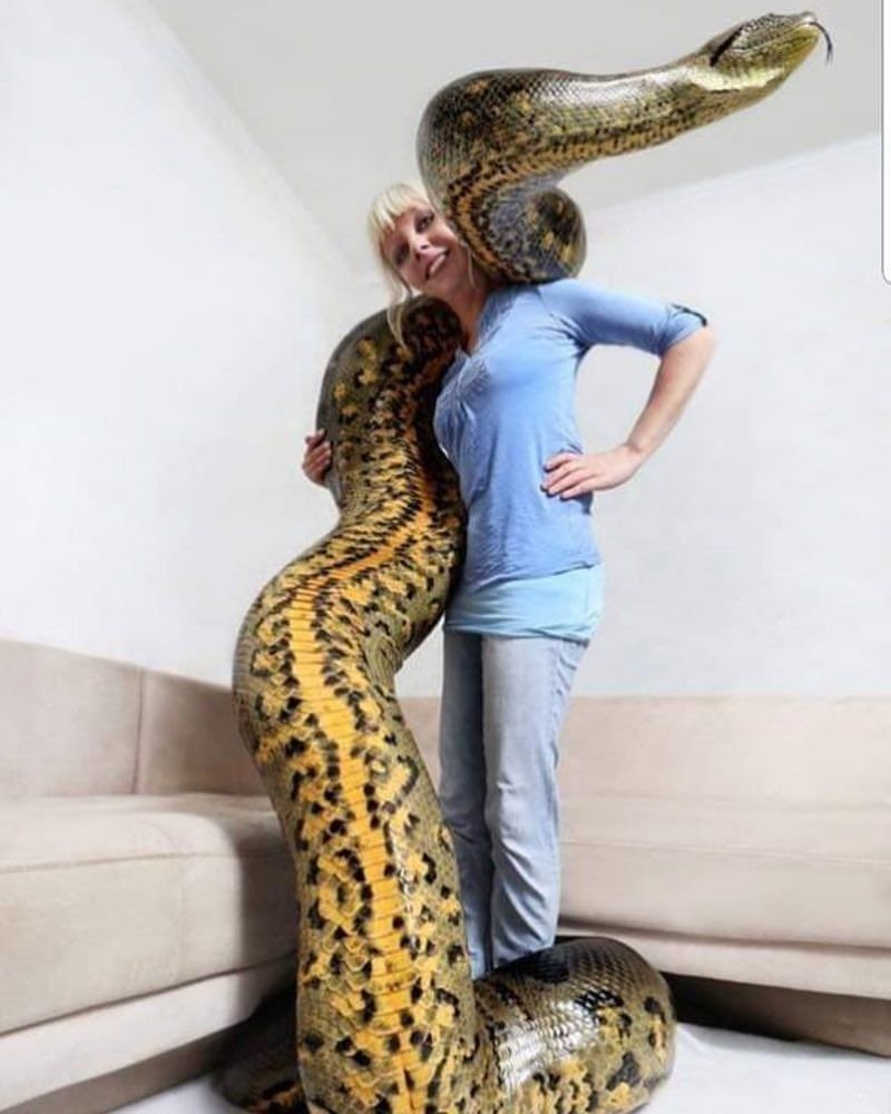 Самая большая змея в Дагестане