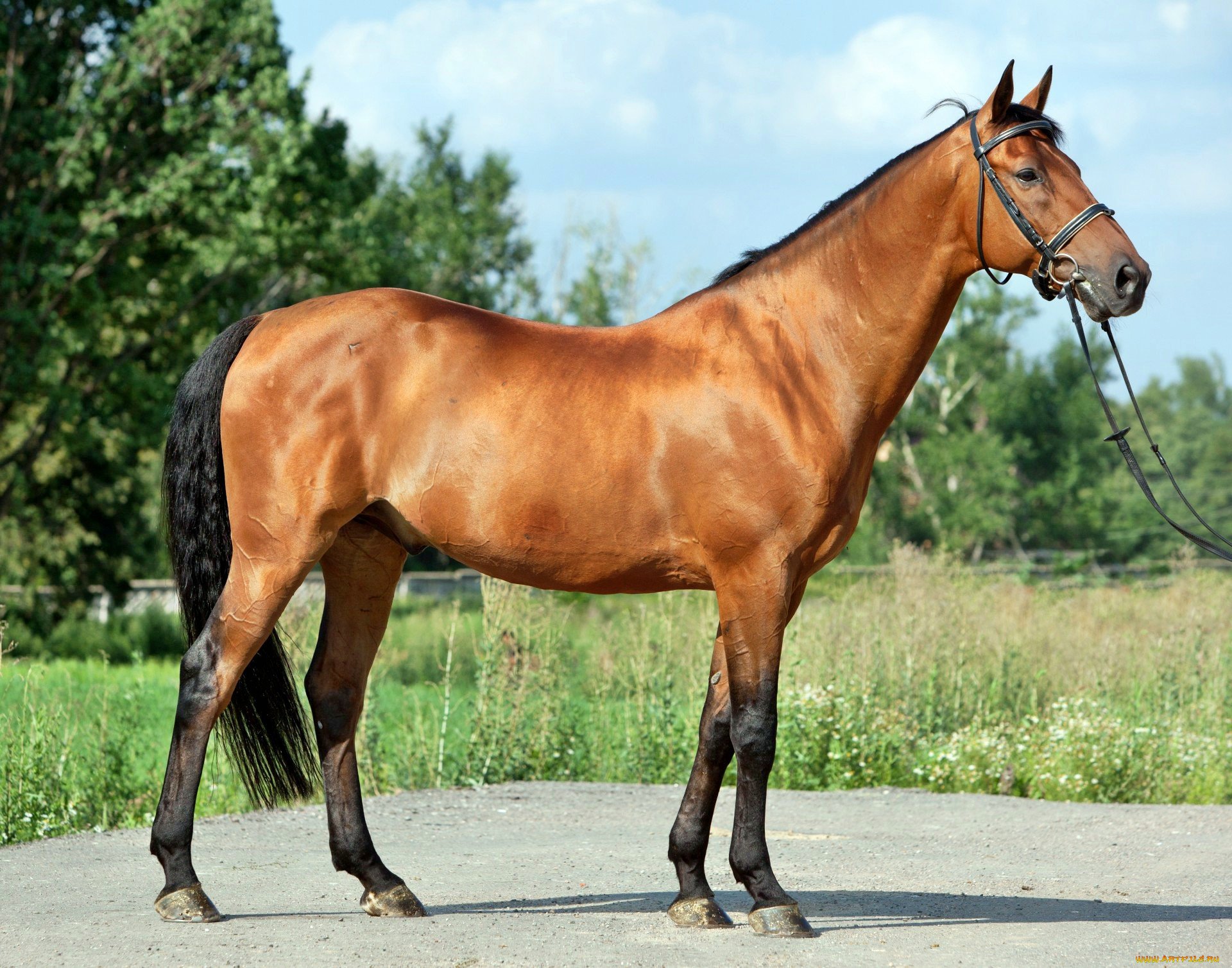 Латвийская порода лошадей - 74 фото