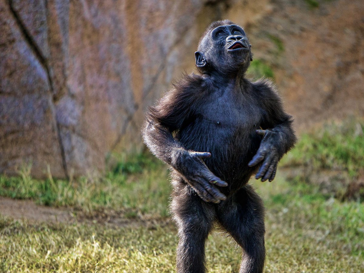 Танцующий шимпанзе. Макака шимпанзе горилла. Танцующая обезьяна. Шимпанзе танцует. Обезьяна танцует.
