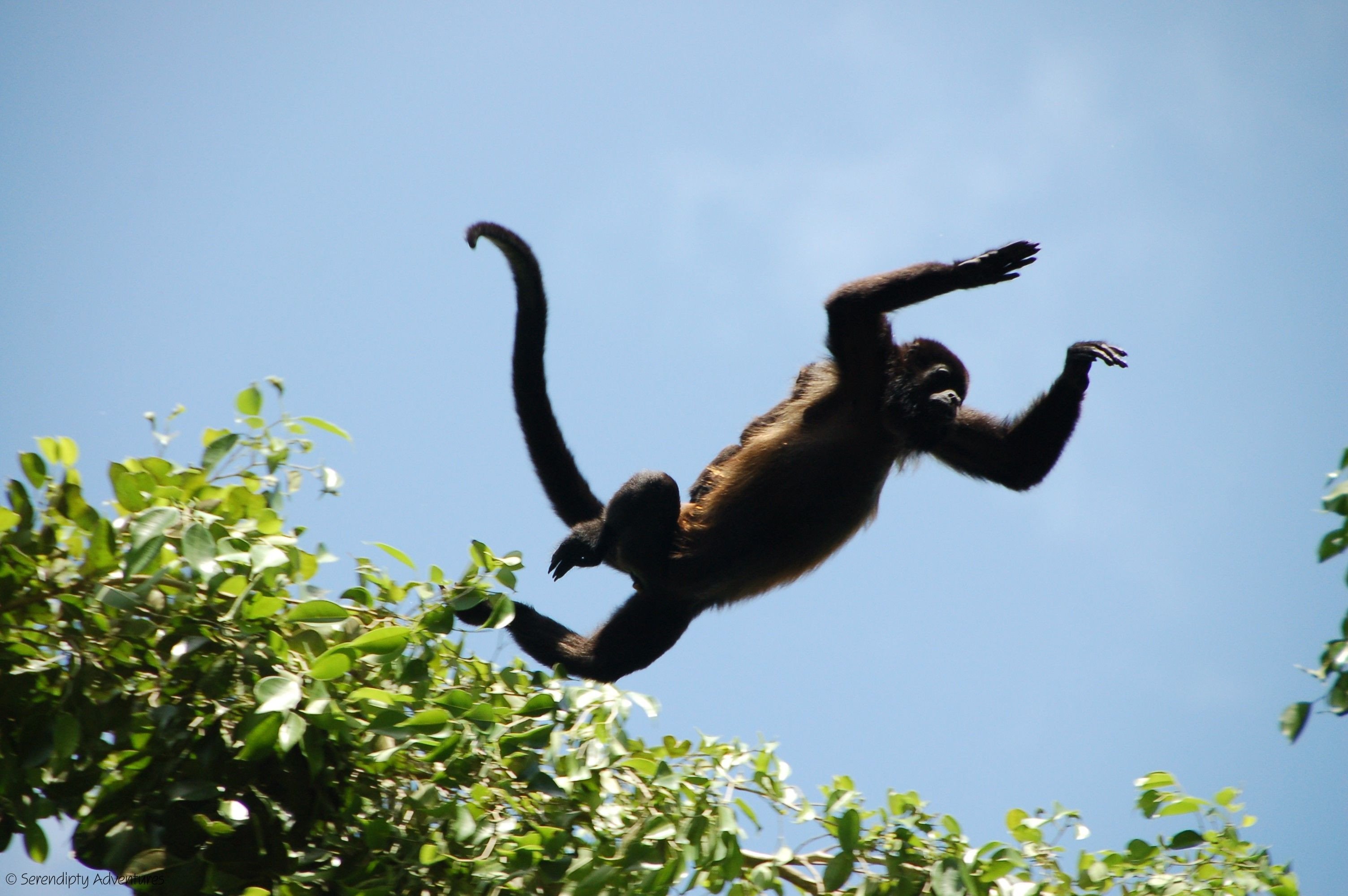 Танцующий шимпанзе. Обезьяна в прыжке. Обезьяна прыгает. Обезьяна на дереве. Танцующая обезьянка.