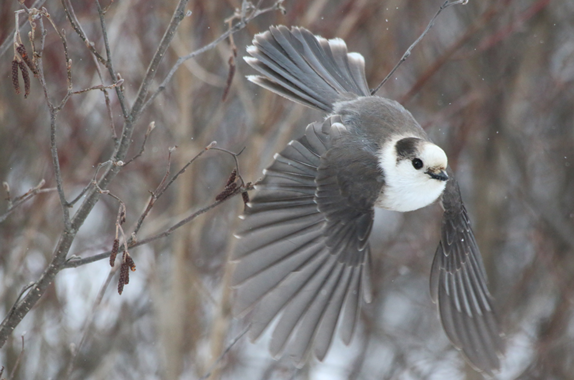 Серая лазоревка птица