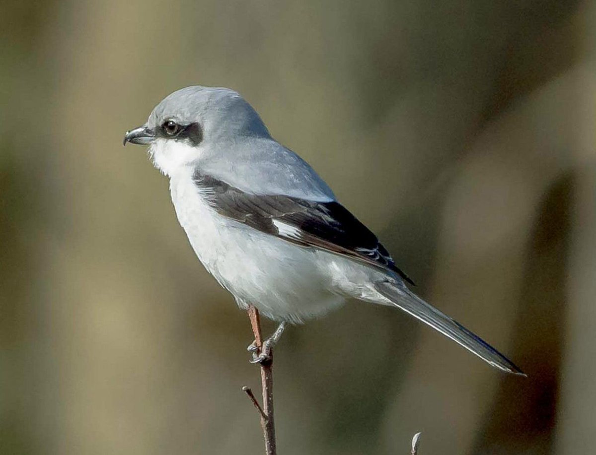 Маленькие птицы