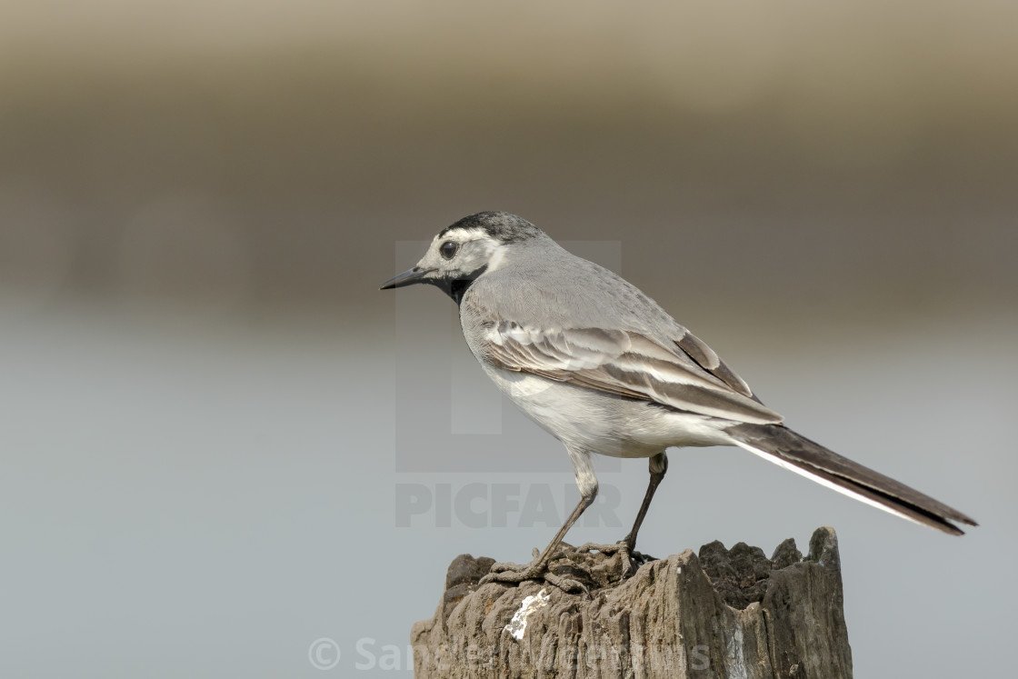 Серая синица
