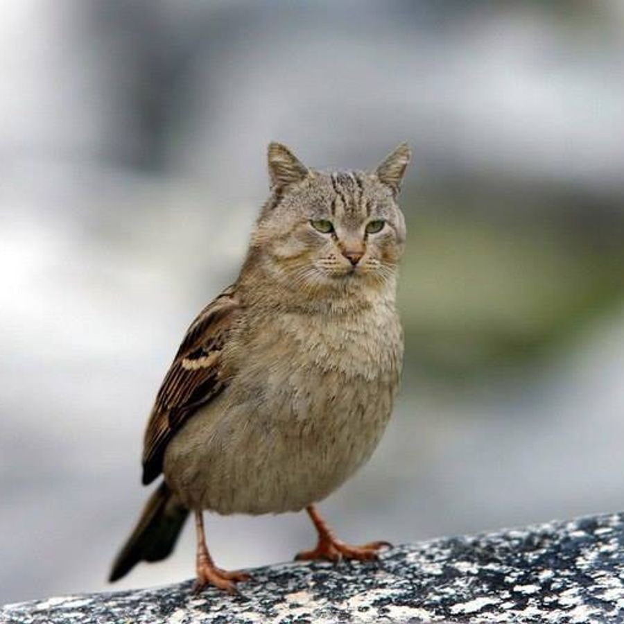 Перепонки у птиц