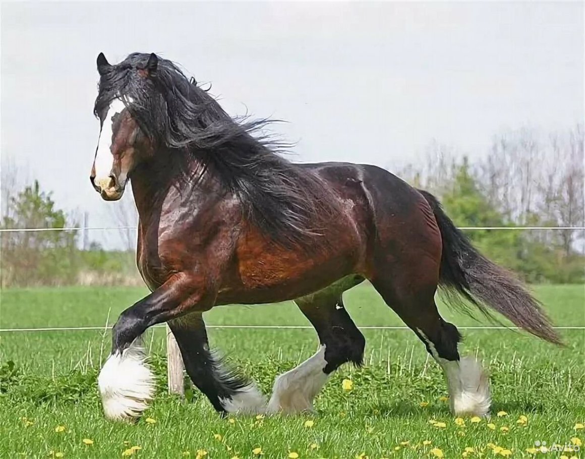 Шайр английский тяжеловоз