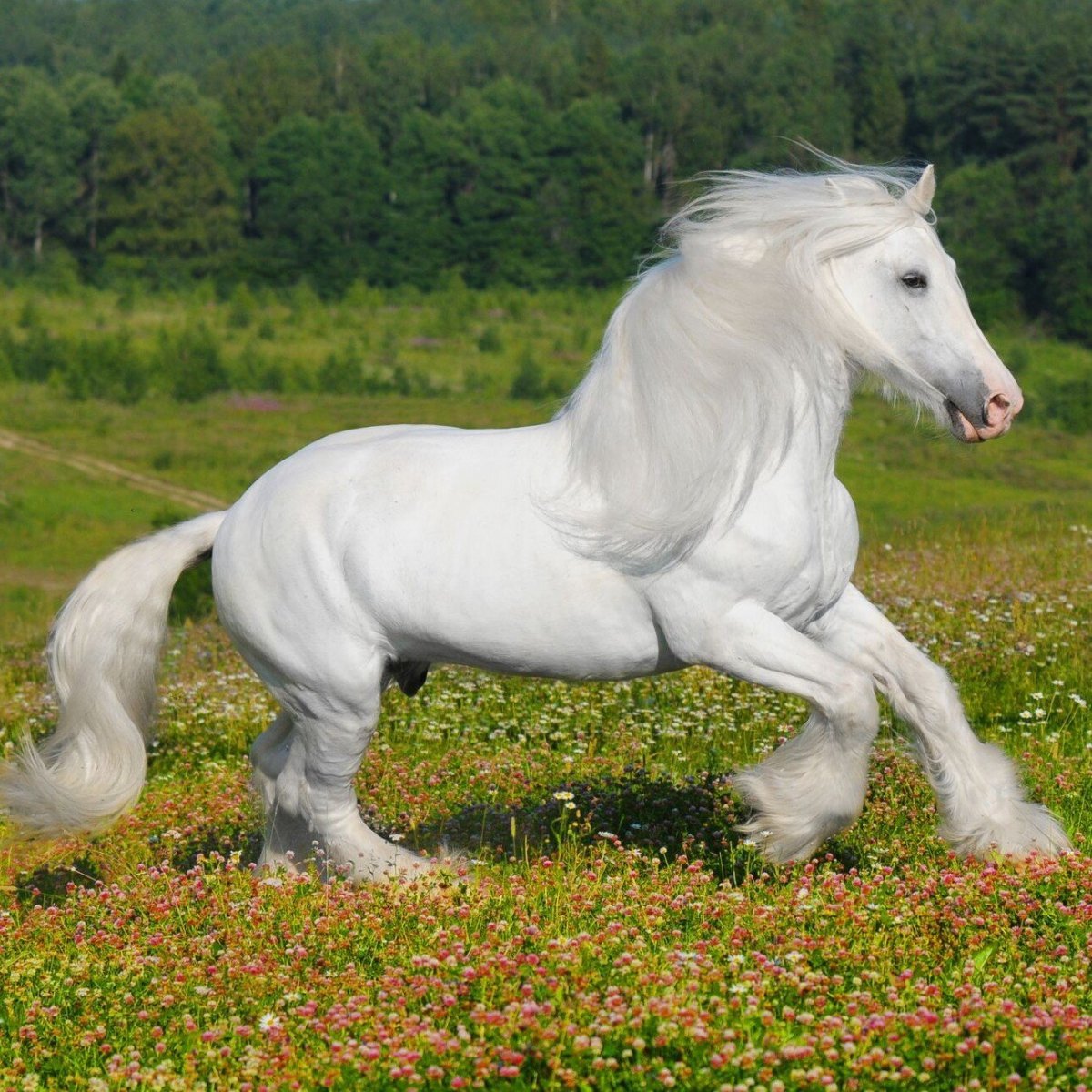 Тяжеловоз Шайр с человеком