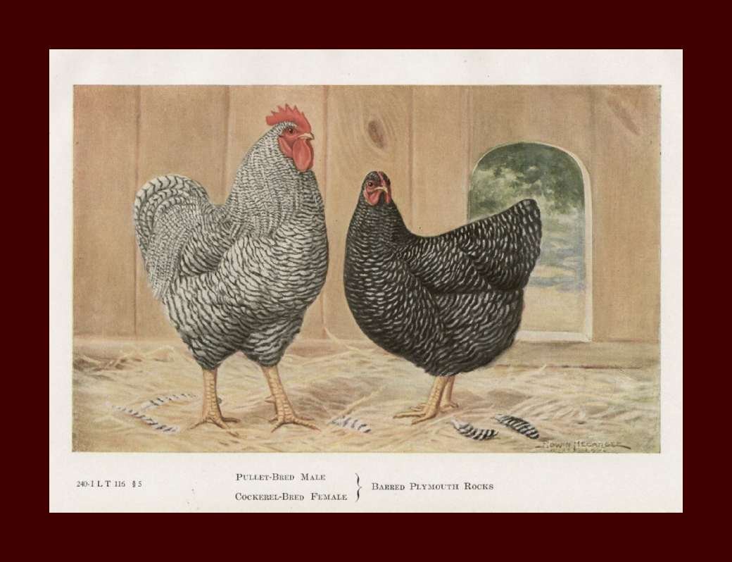 Куры Доминант плимутрок