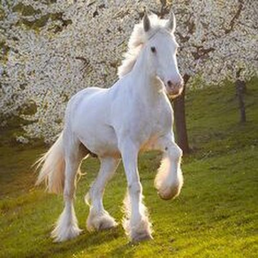 Шайр лошадь рост