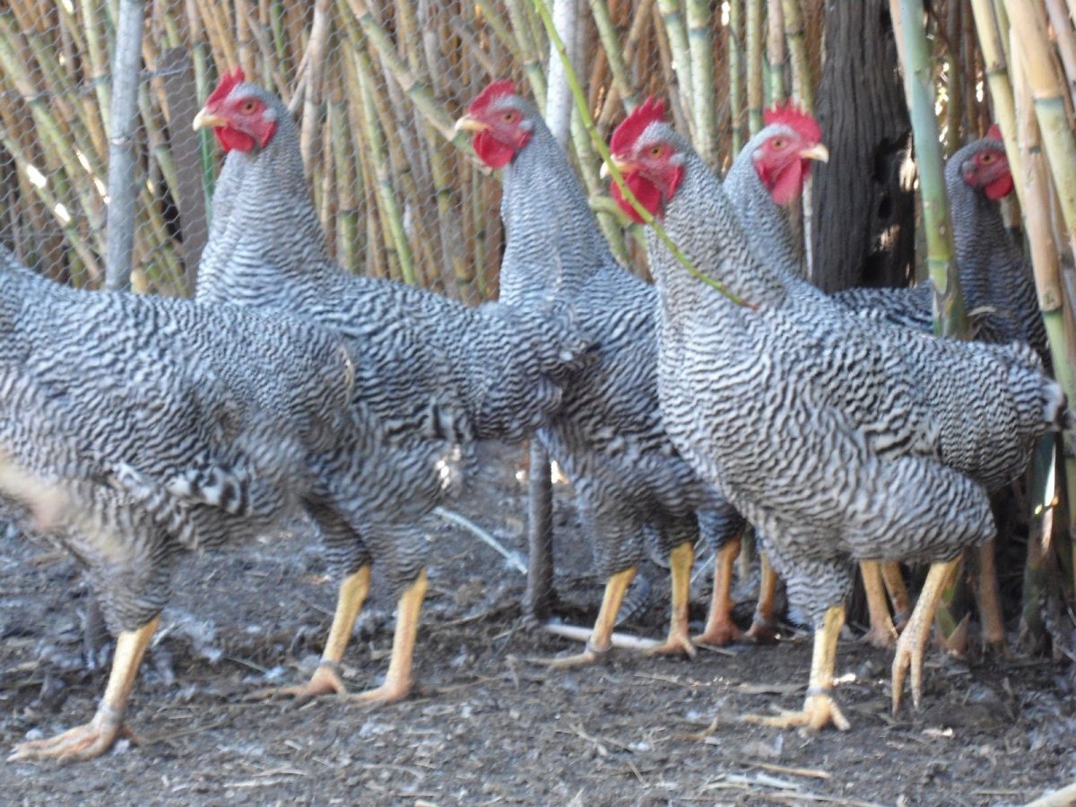 Полосатый плимутрок