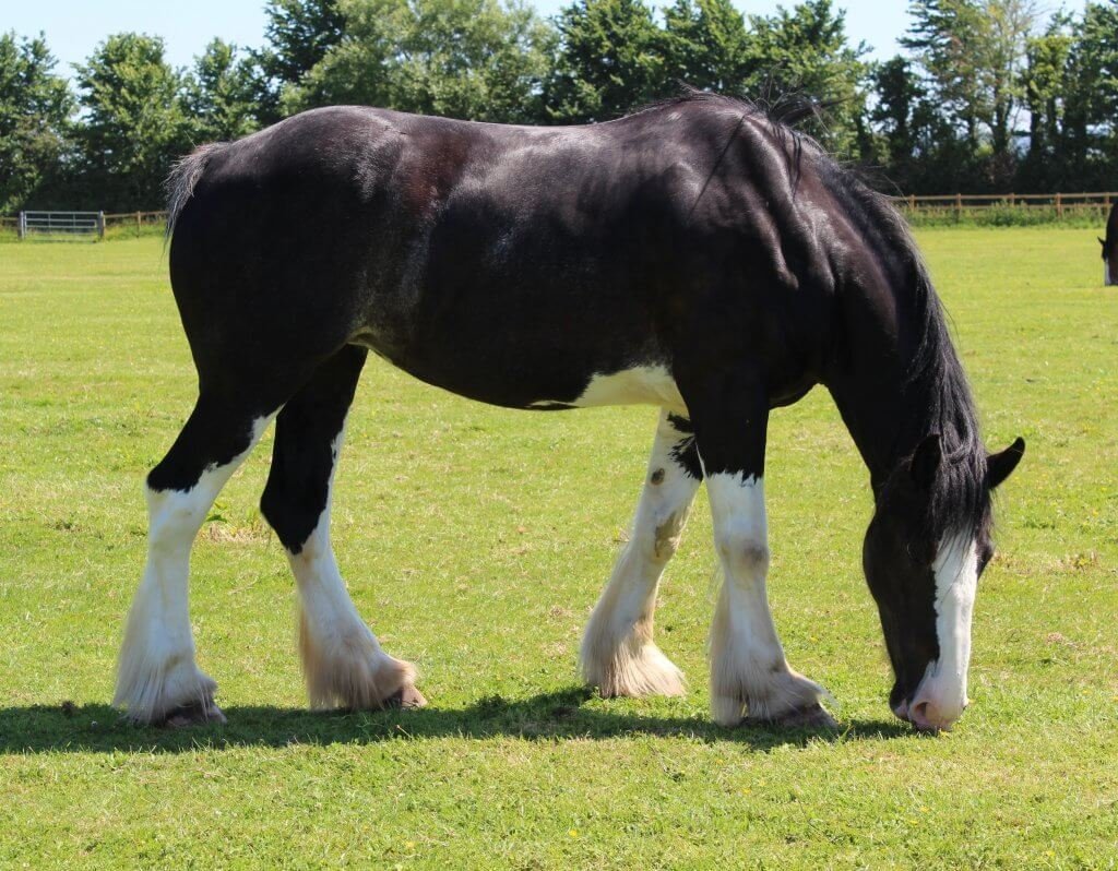 Клейдесдаль и Шайр