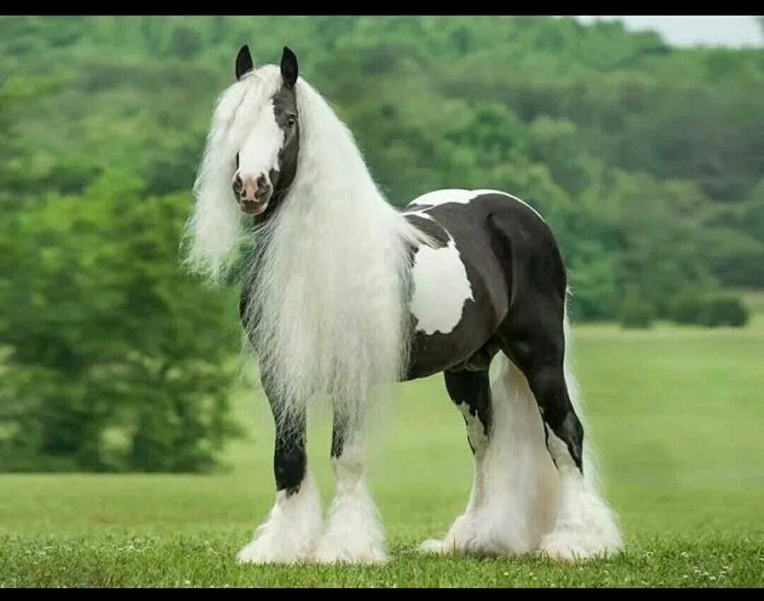 Подкова для Шайра