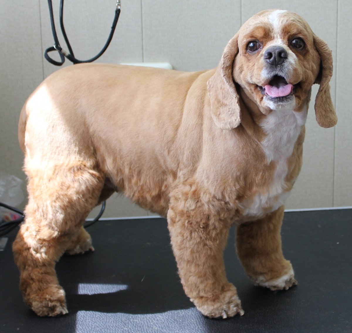 Стрижка американского кокер спаниеля