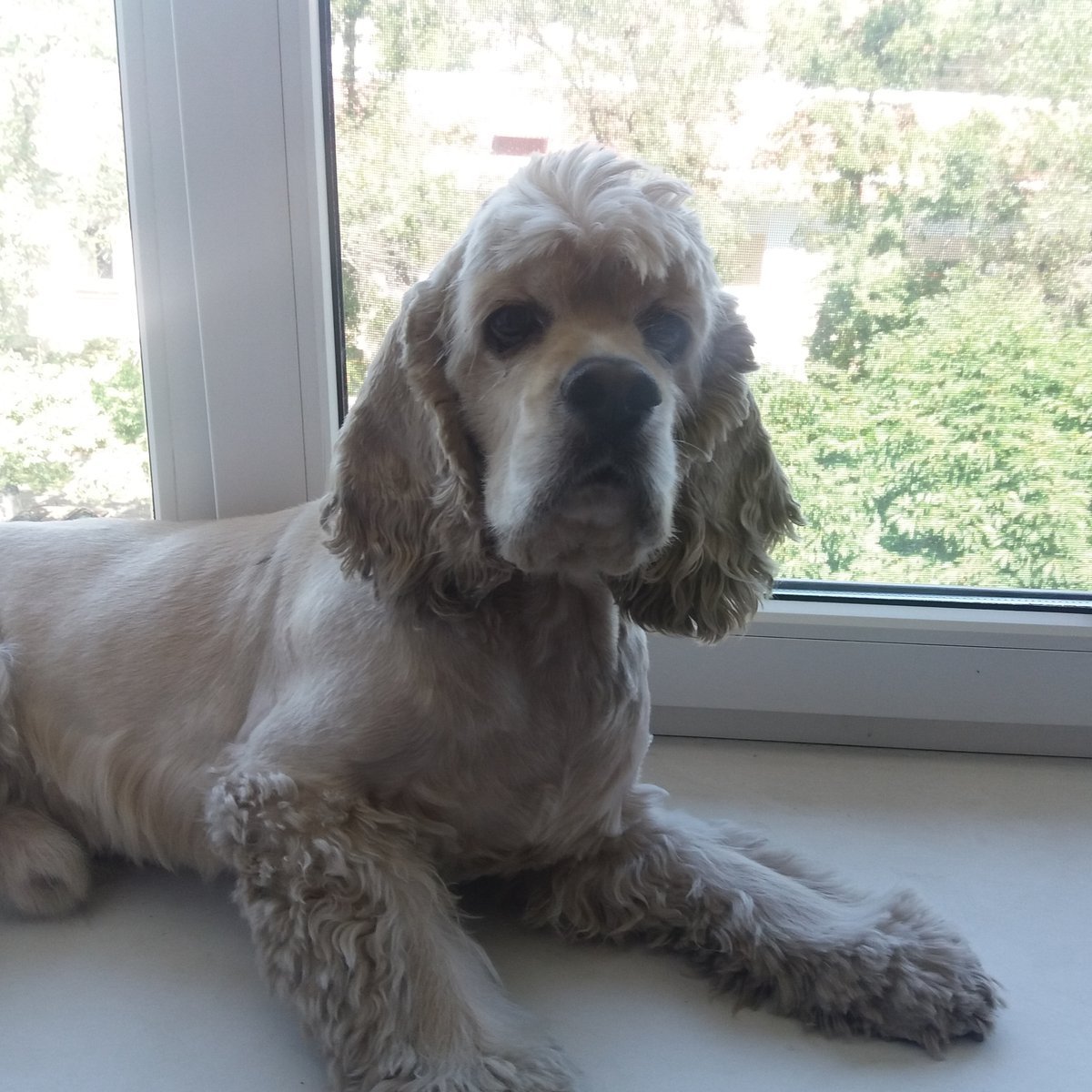 Кокер спаниель стриженный