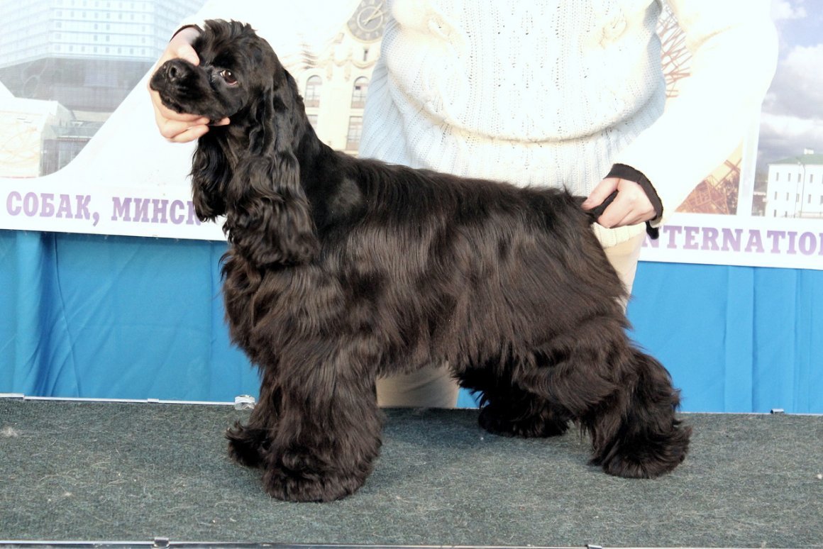 Американский кокер спаниель выставочный