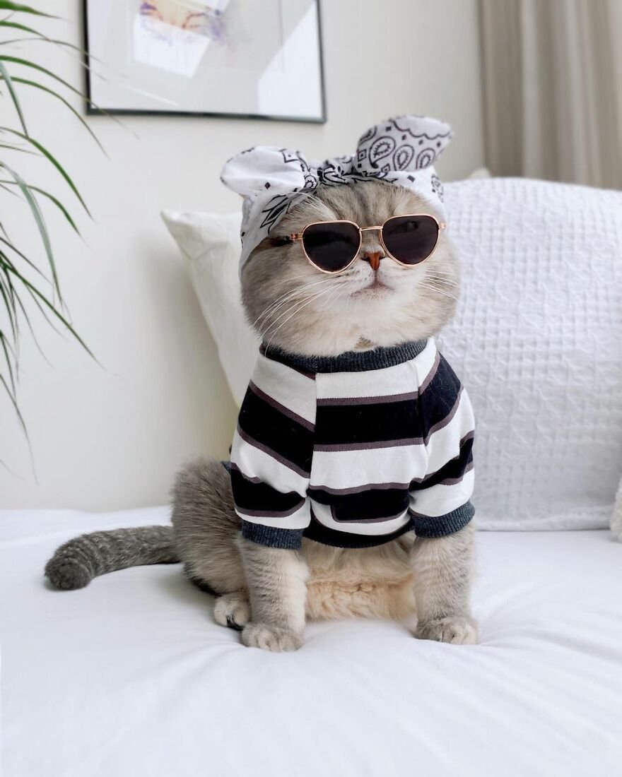 Модные коты