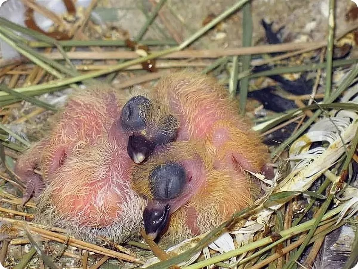 Голубята птенцы