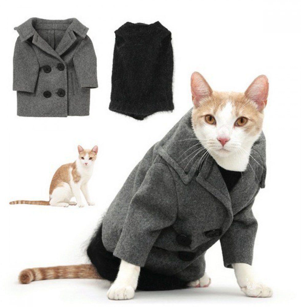 Одежда для котов и кошек