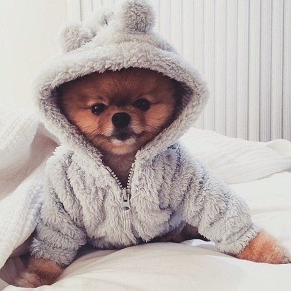 Шпиц в одежде