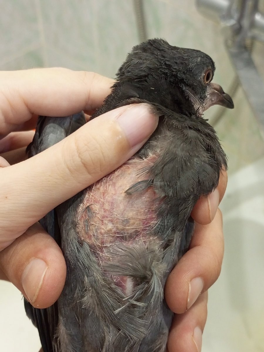 Голубь птенец подросший