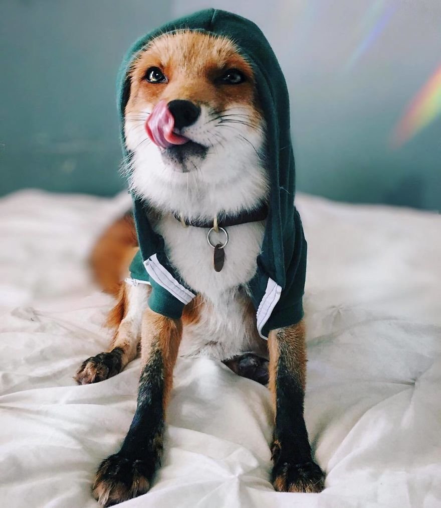 Джунипер Фокс