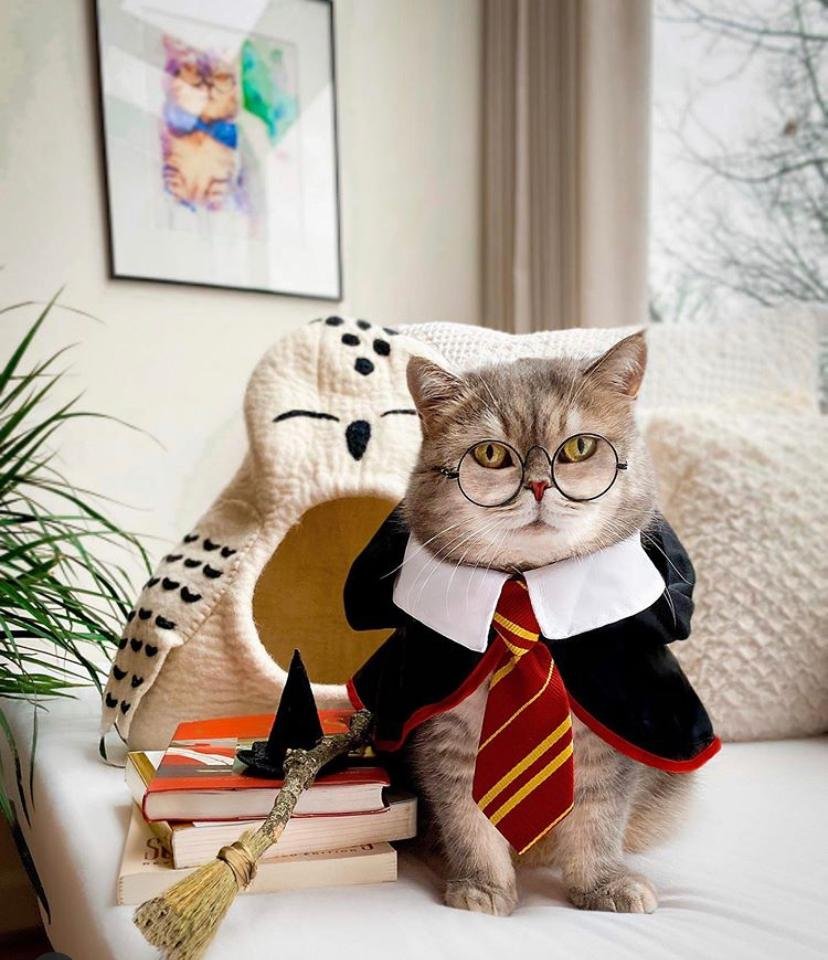 Модный кот Бенсон