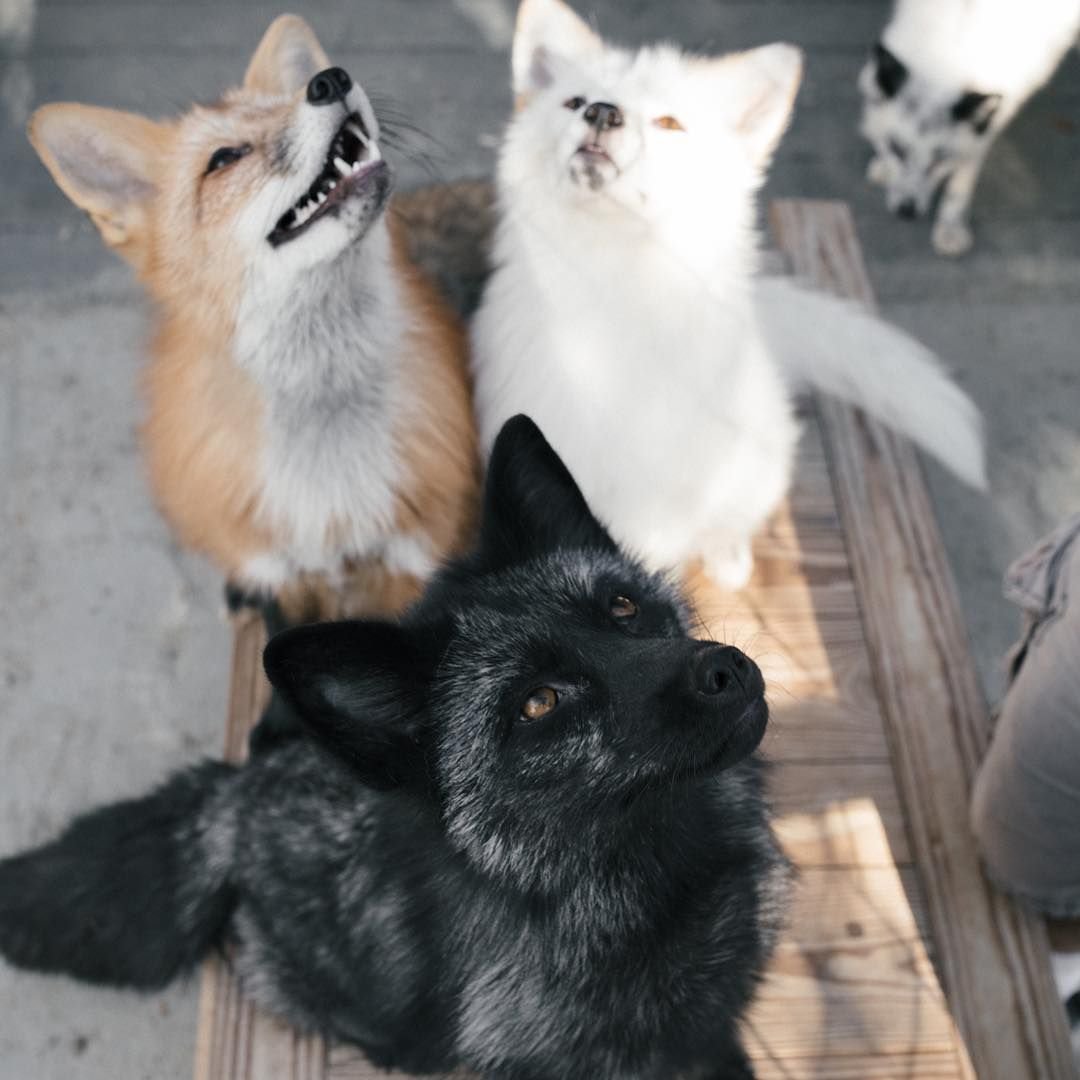 Чернобурая и белая лиса