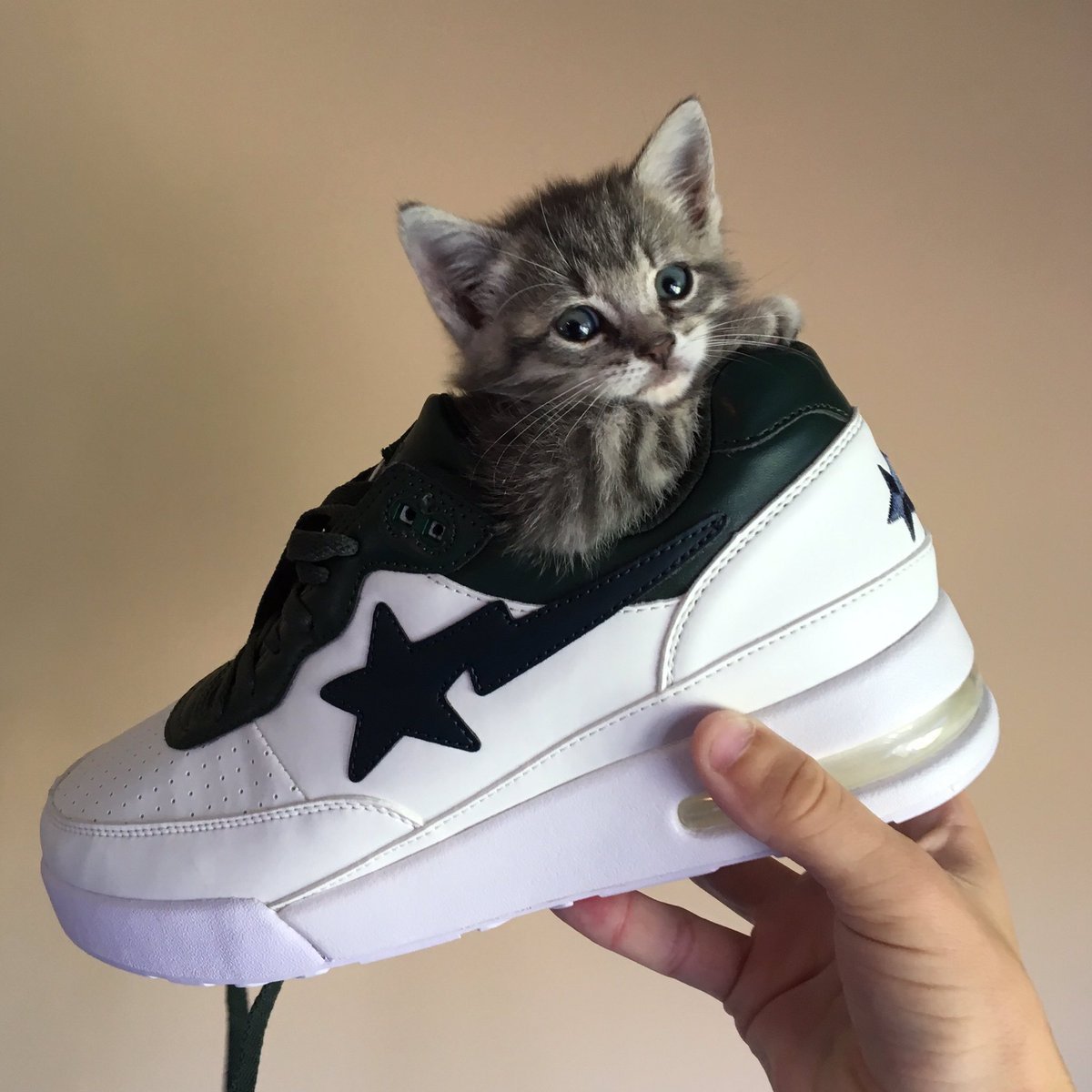 Крутые котята