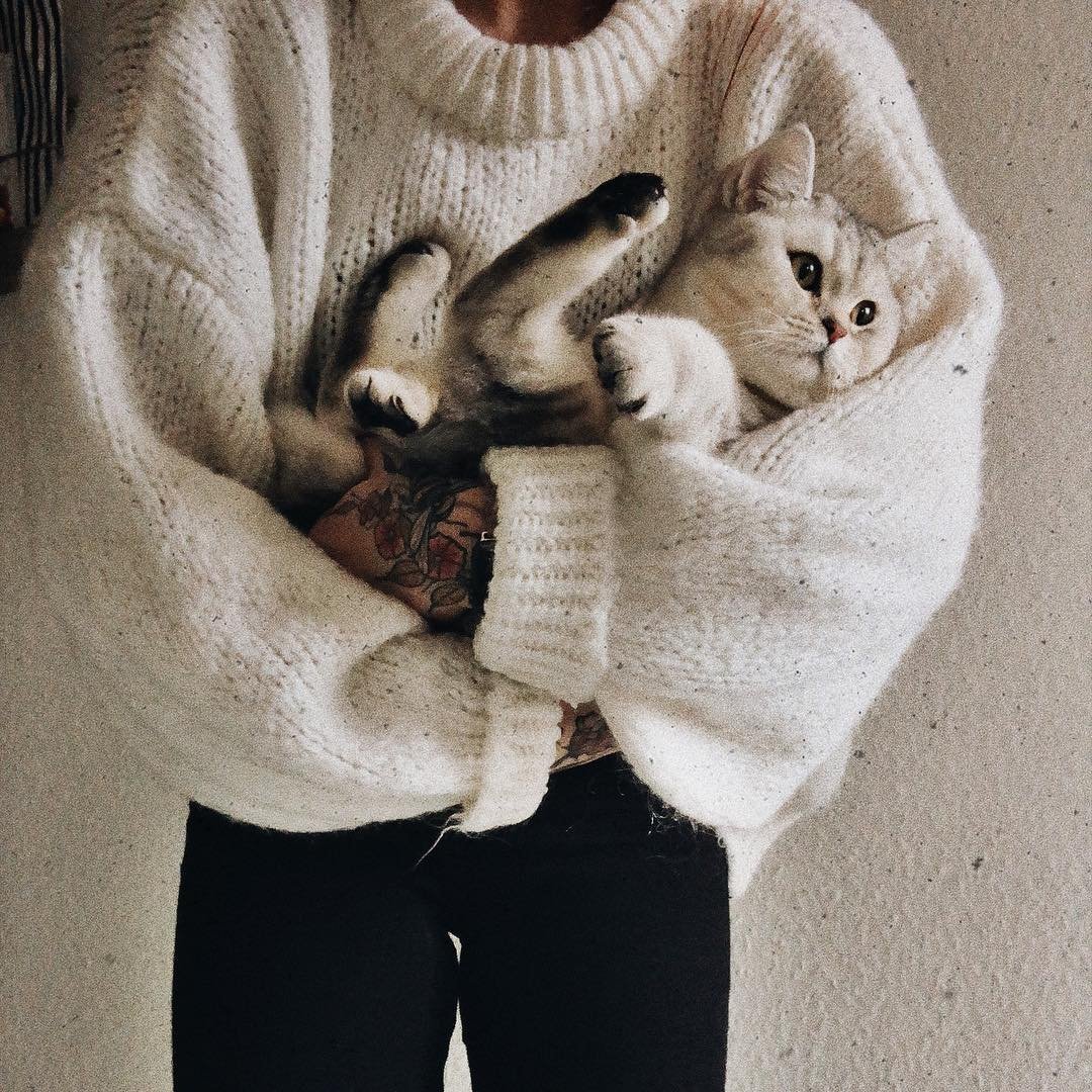 Эстетика кошек милых