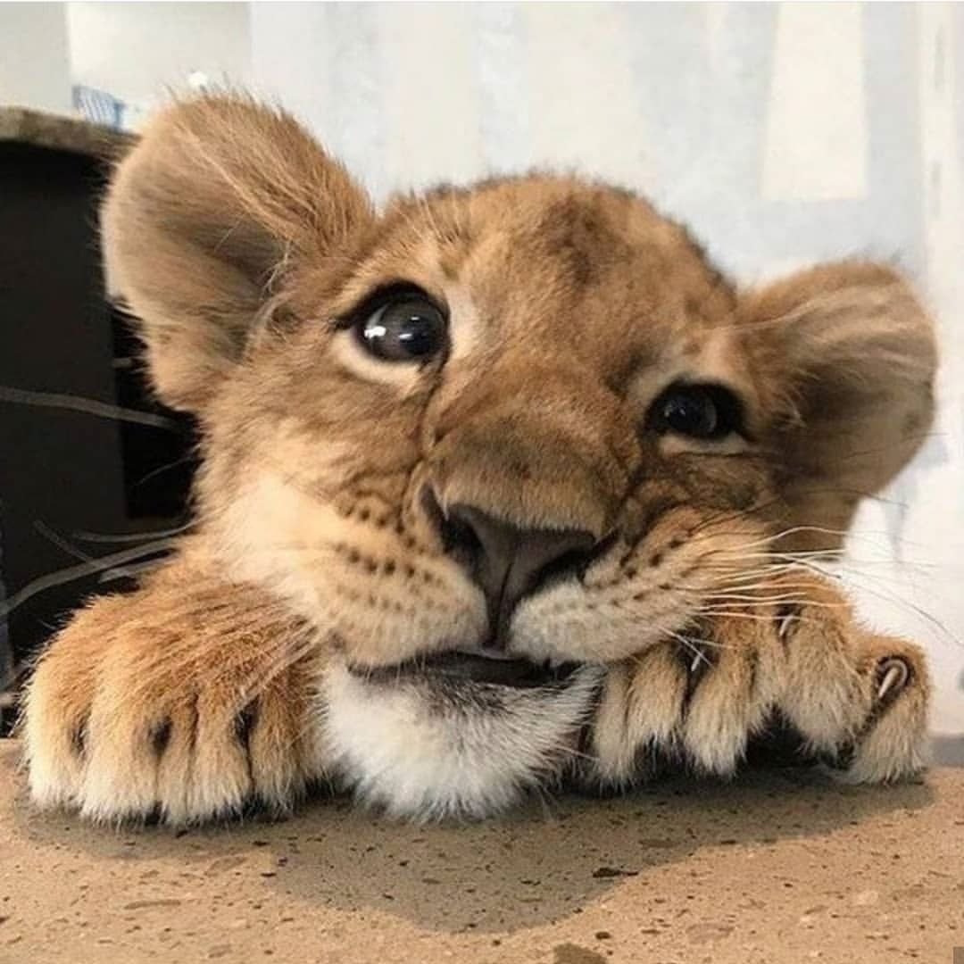 Домашний Львенок