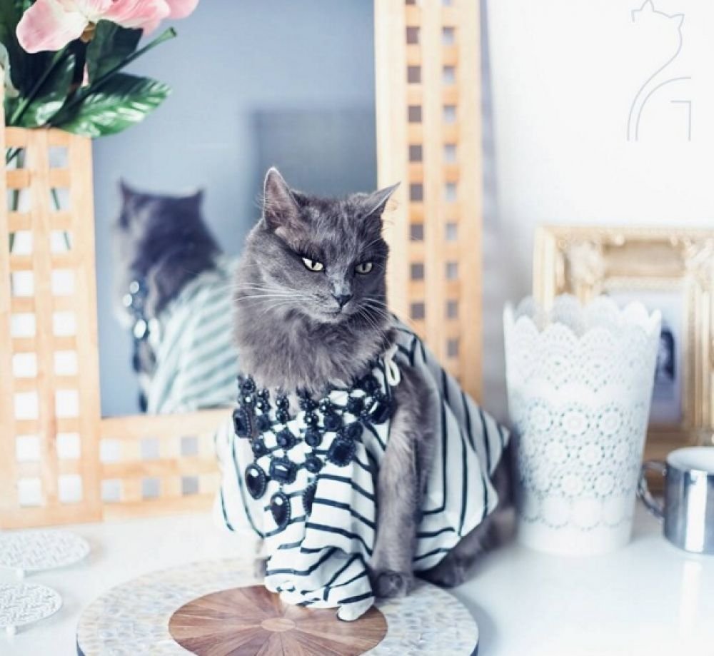 Модные коты