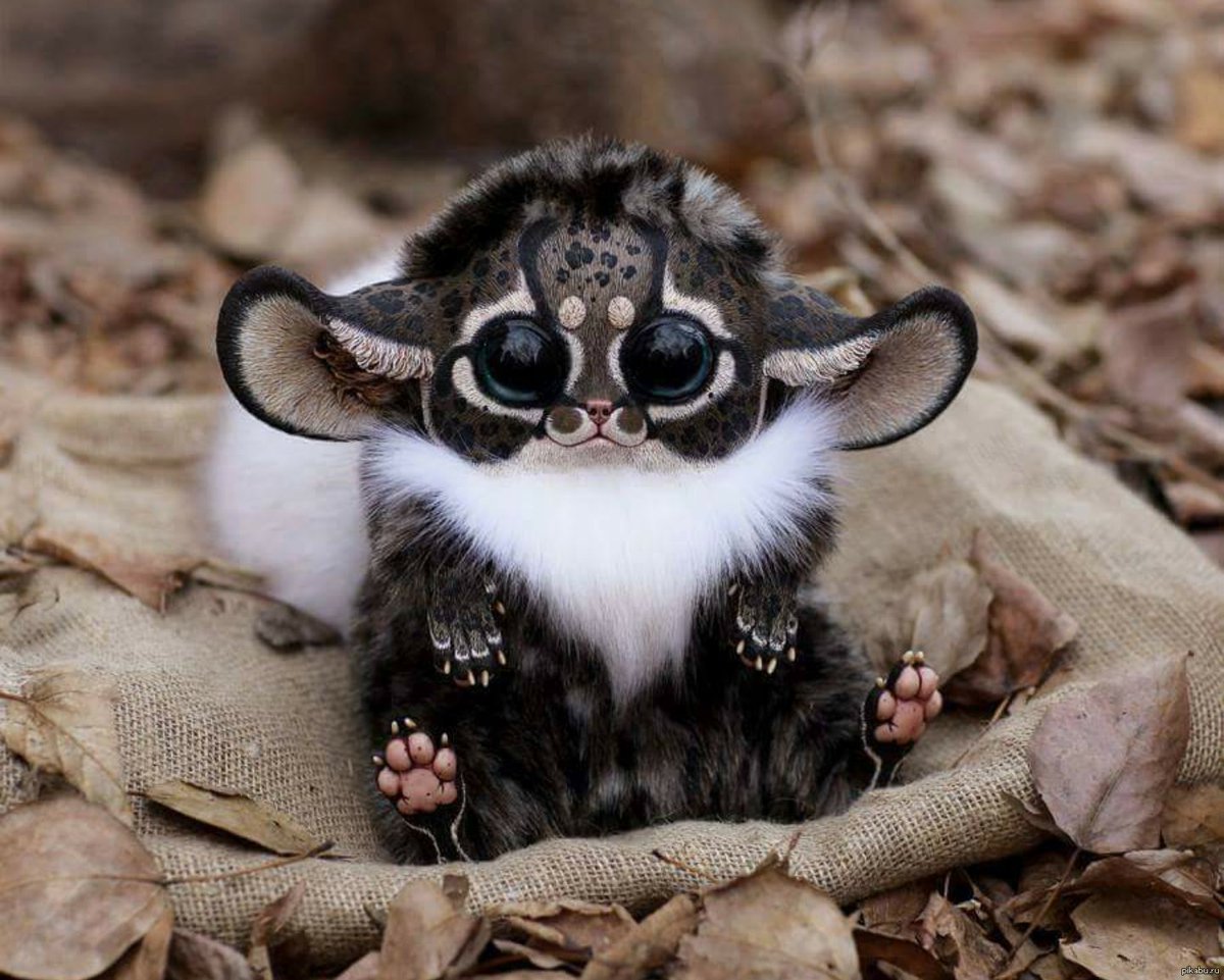 Мадагаскарский глазоух