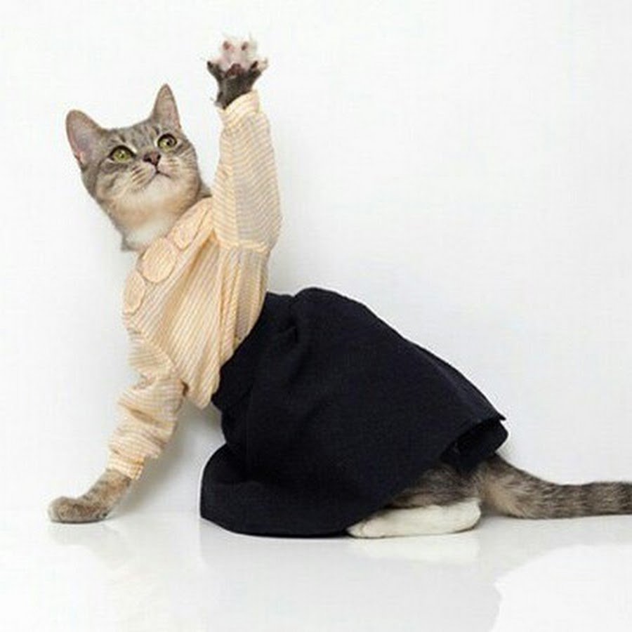 Одежда для кошек для прогулок
