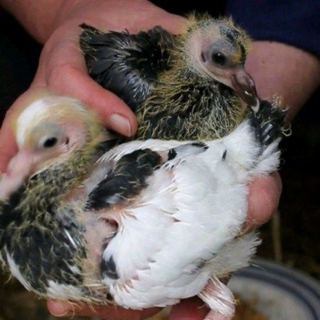 Птенец голубя по неделям