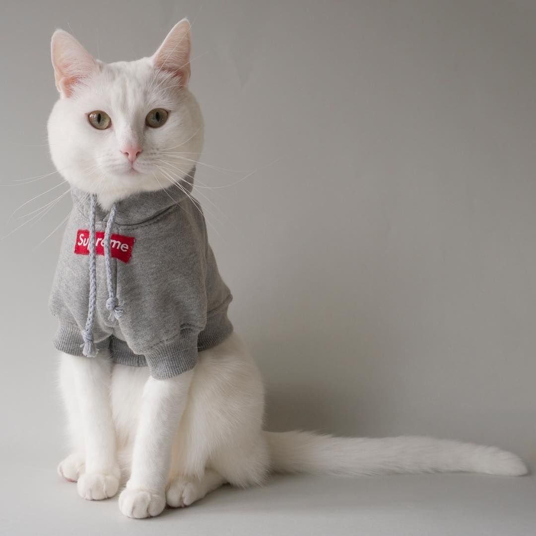 Котята в одежде