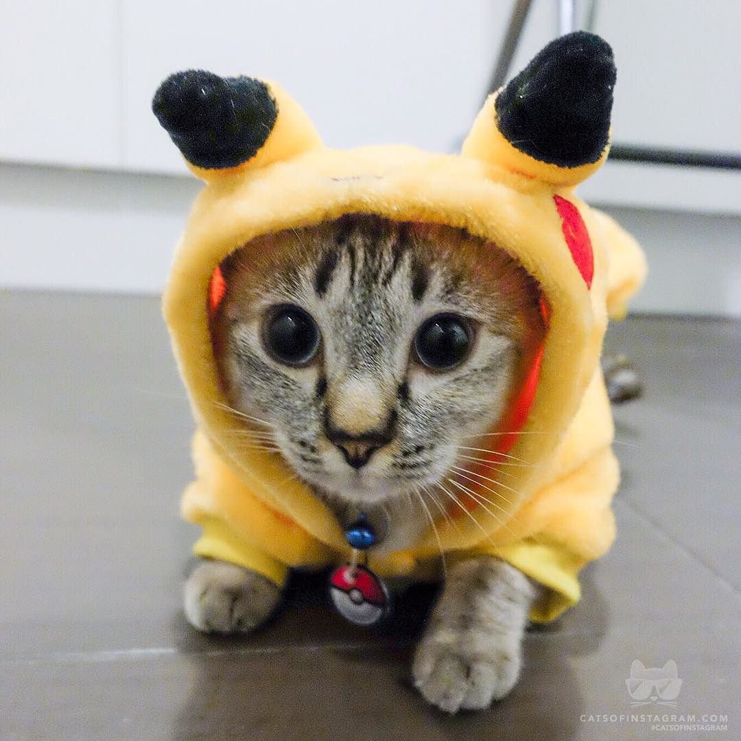 Кот в костюме Пикачу