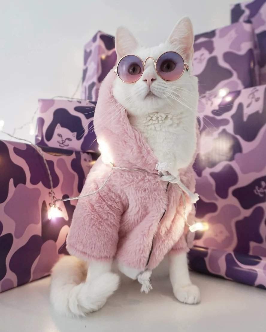 Стильные коты