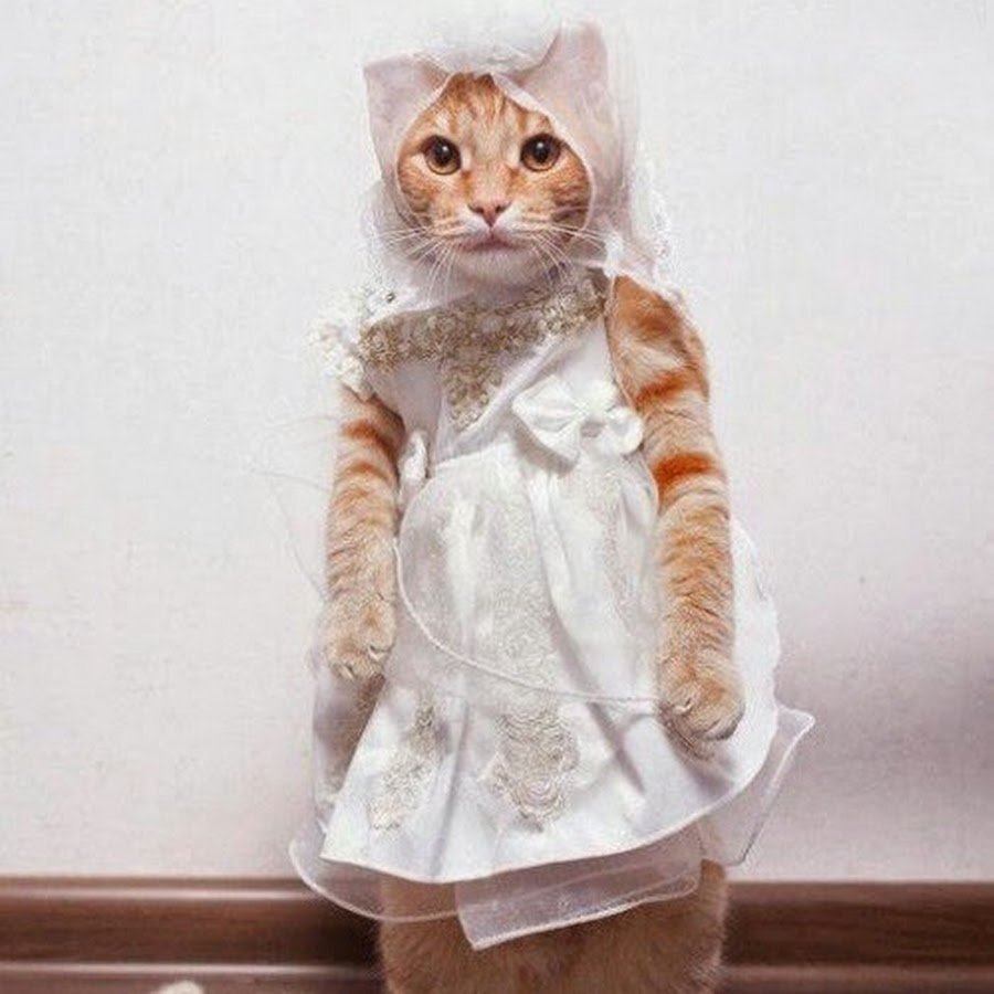 Кошка в платье