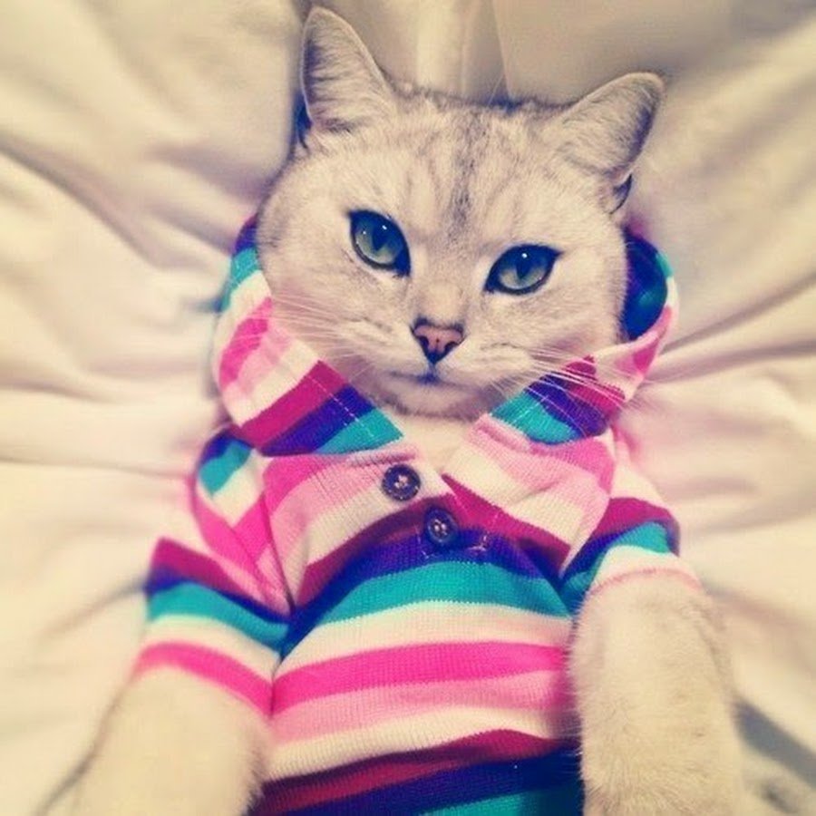 Кошки милые и крутые