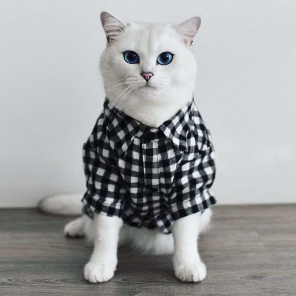 Большая одежда на коте