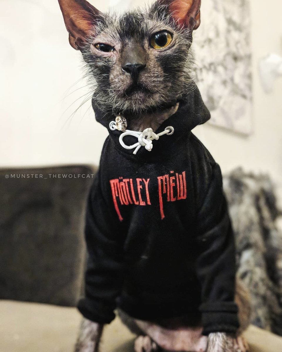 Коты в крутой одежде