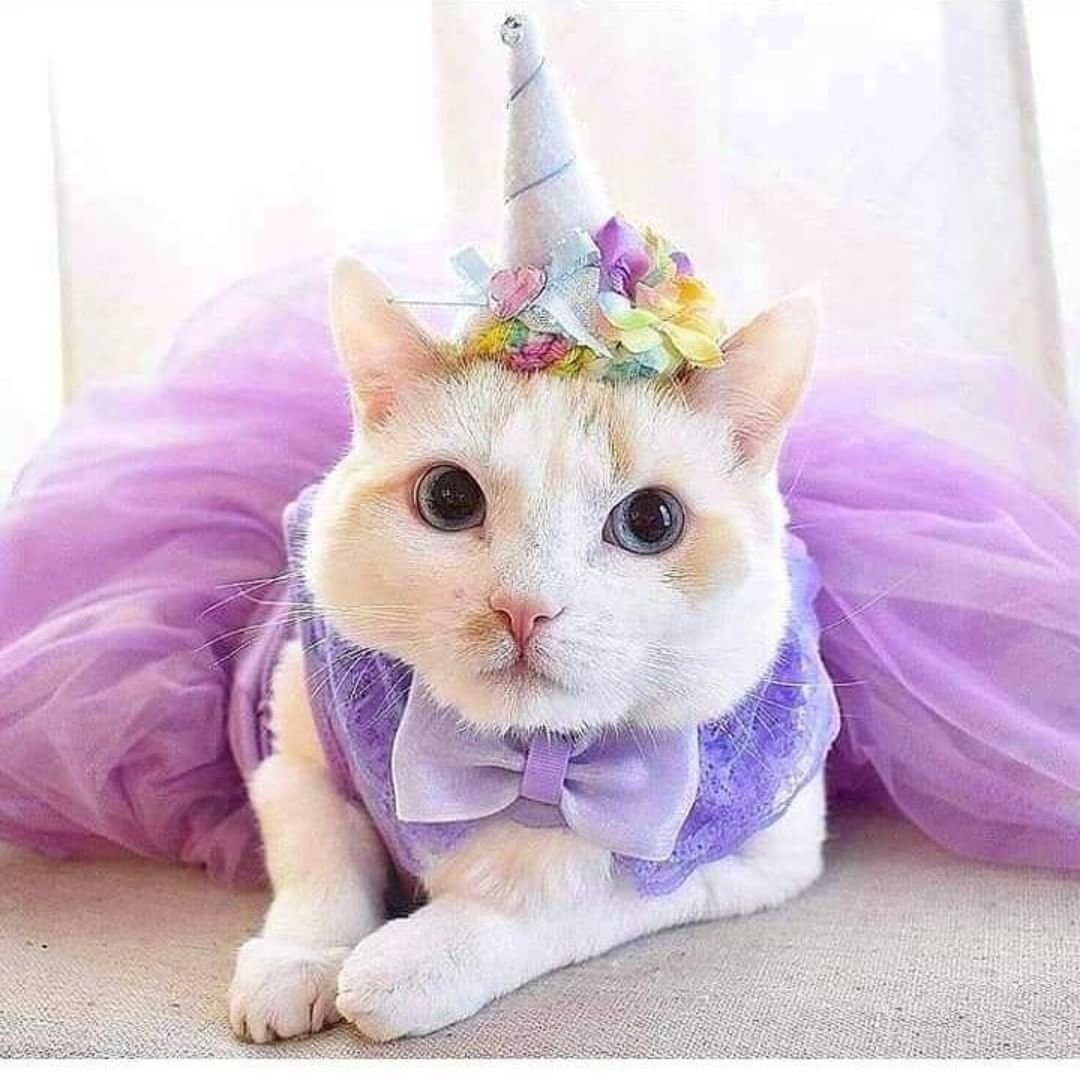 Кошка Единорог