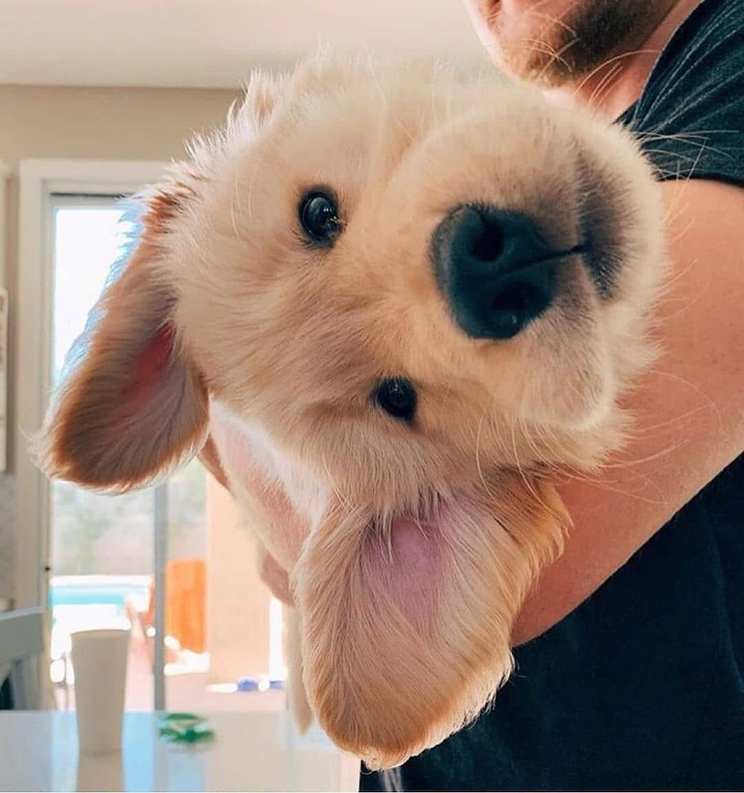 Самые милые животные