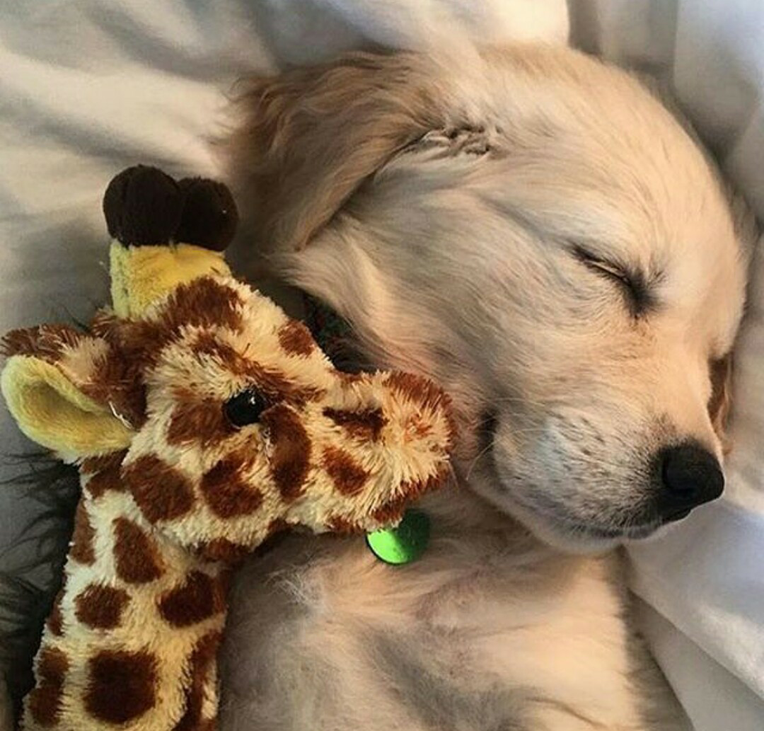 Спокойной ночи собака