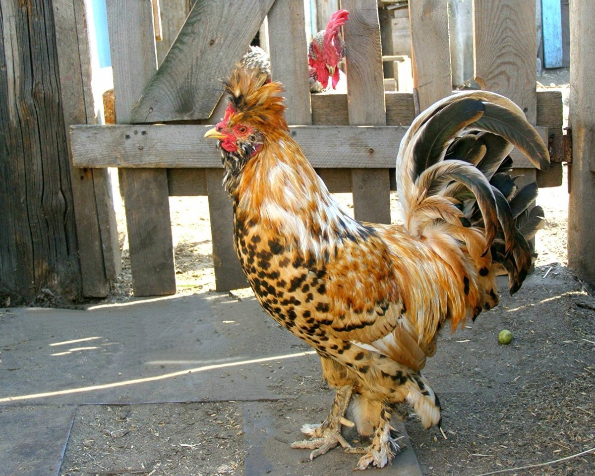 Бентамки и Брама