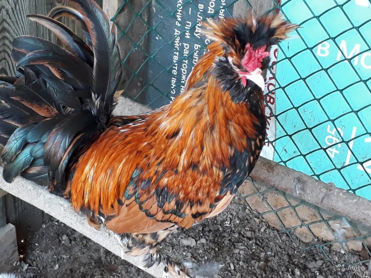 Самые красивые Павловский куры